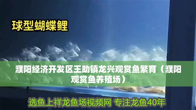 濮陽經濟開發區王助鎮龍興觀賞魚繁育（濮陽觀賞魚養殖場）