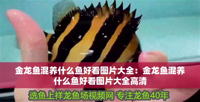 金龍魚混養什么魚好看圖片大全：金龍魚混養什么魚好看圖片大全高清