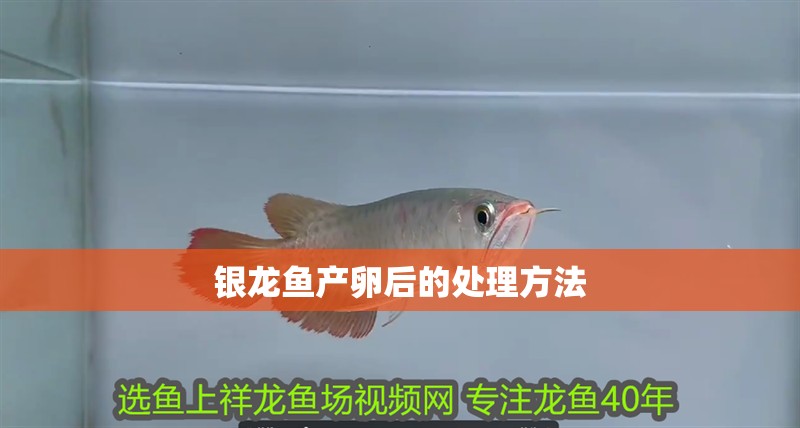 銀龍魚產卵后的處理方法