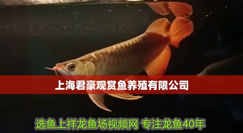 龍魚干蝦有營養嗎 上海君豪觀賞魚養殖有限公司 全國水族館企業名錄 上海君豪觀賞魚養殖有限公司 上海君豪觀賞魚養殖有限公司 全國水族館企業名錄