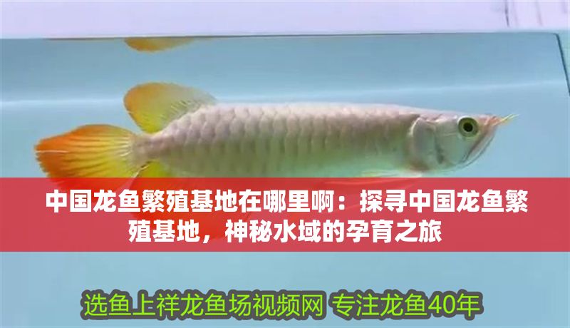 中國龍魚繁殖基地在哪里啊：探尋中國龍魚繁殖基地，神秘水域的孕育之旅
