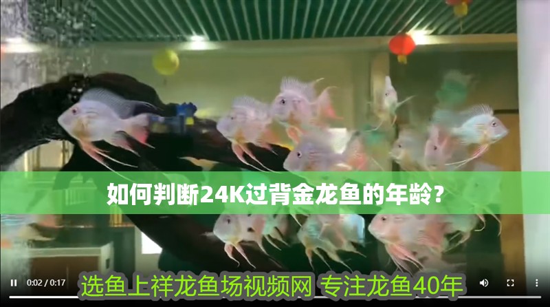 如何判斷24K過背金龍魚的年齡？