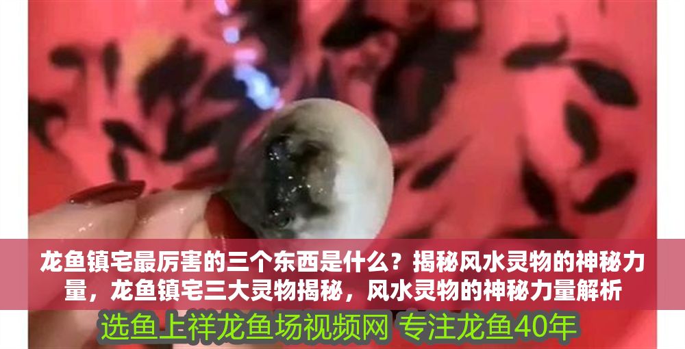 龍魚鎮宅最厲害的三個東西是什么？揭秘風水靈物的神秘力量，龍魚鎮宅三大靈物揭秘，風水靈物的神秘力量解析 龍魚鎮宅最厲害的三個東西是什么？揭秘風水靈物的神秘力量，龍魚鎮宅三大靈物揭秘，風水靈物的神秘力量解析 龍魚百科 第1張