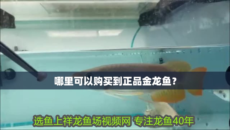 龍魚干蝦有營養嗎 哪里可以購買到正品金龍魚? 水族問答 哪里可以購買到正品金龍魚? 哪里可以購買到正品金龍魚? 水族問答