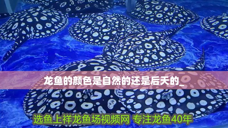 龍魚的顏色是自然的還是后天的_