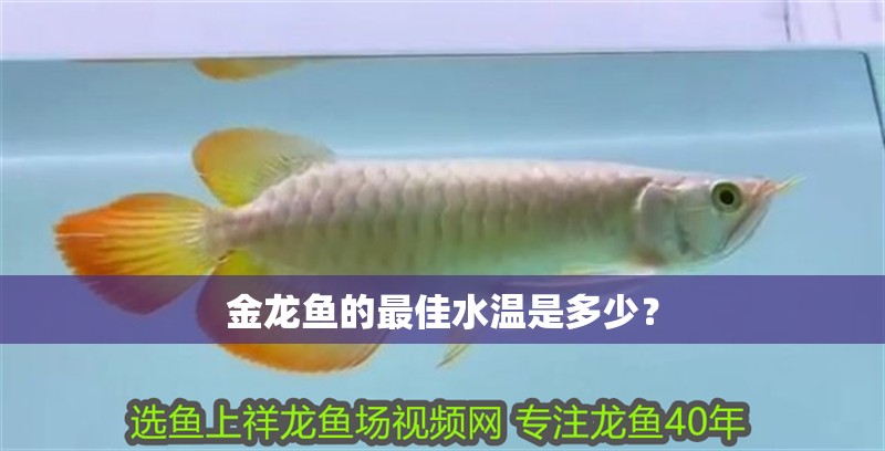 金龍魚的最佳水溫是多少？