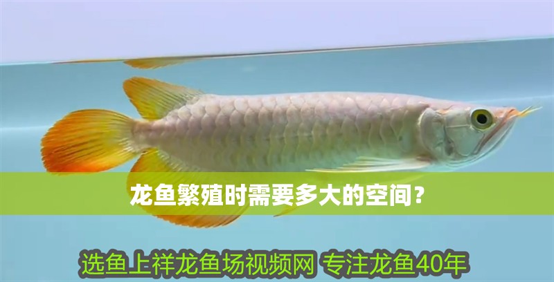 龍魚繁殖時需要多大的空間？