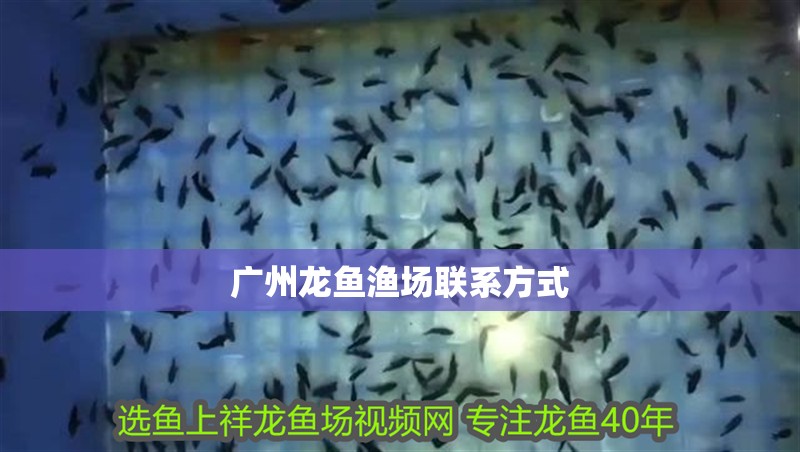 龍魚干蝦有營養(yǎng)嗎 廣州龍魚漁場聯(lián)系方式 2025長城杯龍魚大賽 廣州龍魚漁場聯(lián)系方式 廣州龍魚漁場聯(lián)系方式 2025長城杯龍魚大賽