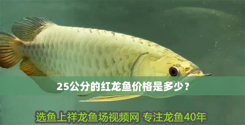 25公分的紅龍魚價格是多少？