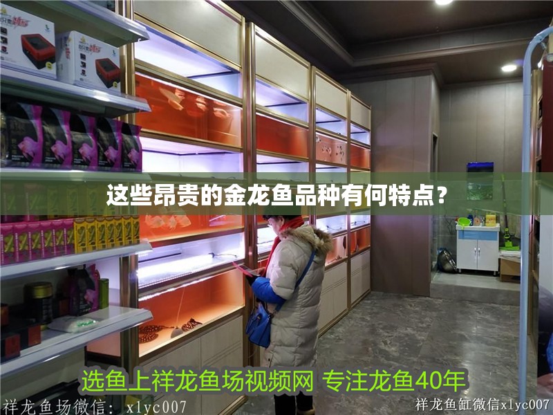 這些昂貴的金龍魚品種有何特點？