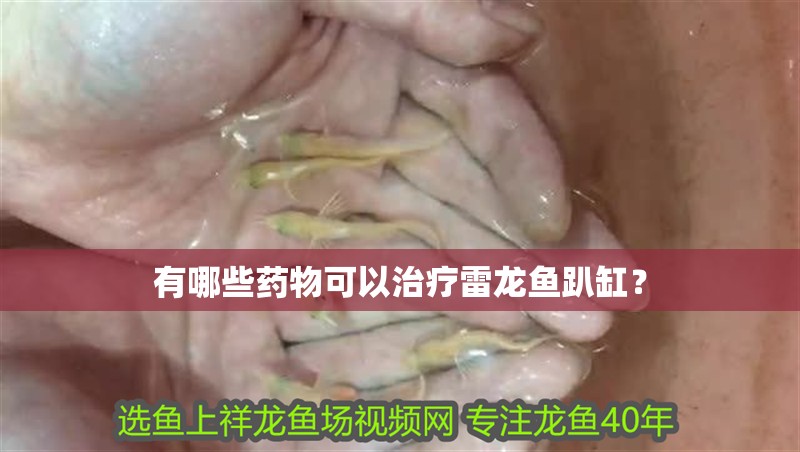 龍魚干蝦有營養嗎 有哪些藥物可以治療雷龍魚趴缸? 龍魚論壇 有哪些藥物可以治療雷龍魚趴缸? 有哪些藥物可以治療雷龍魚趴缸? 龍魚論壇