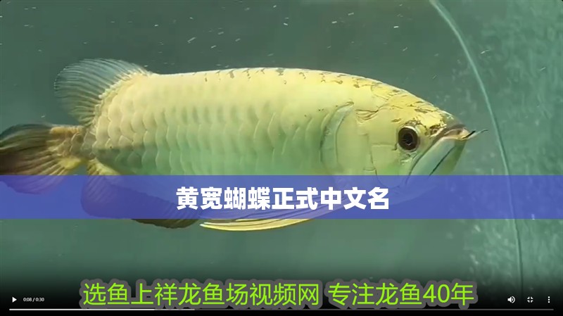 黃寬蝴蝶正式中文名 黃寬蝴蝶正式中文名 龍魚論壇