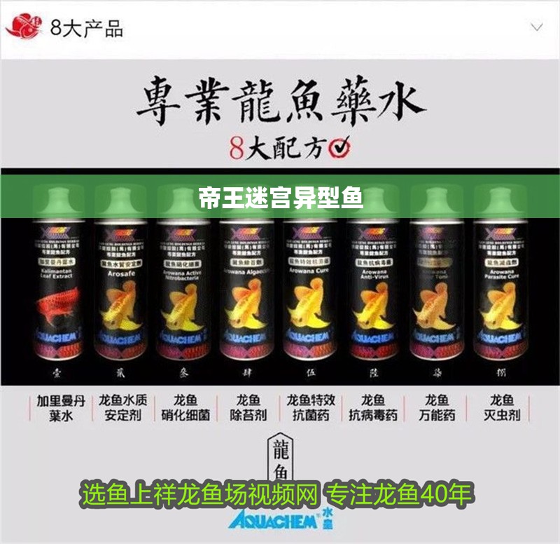 帝王迷宮異型魚