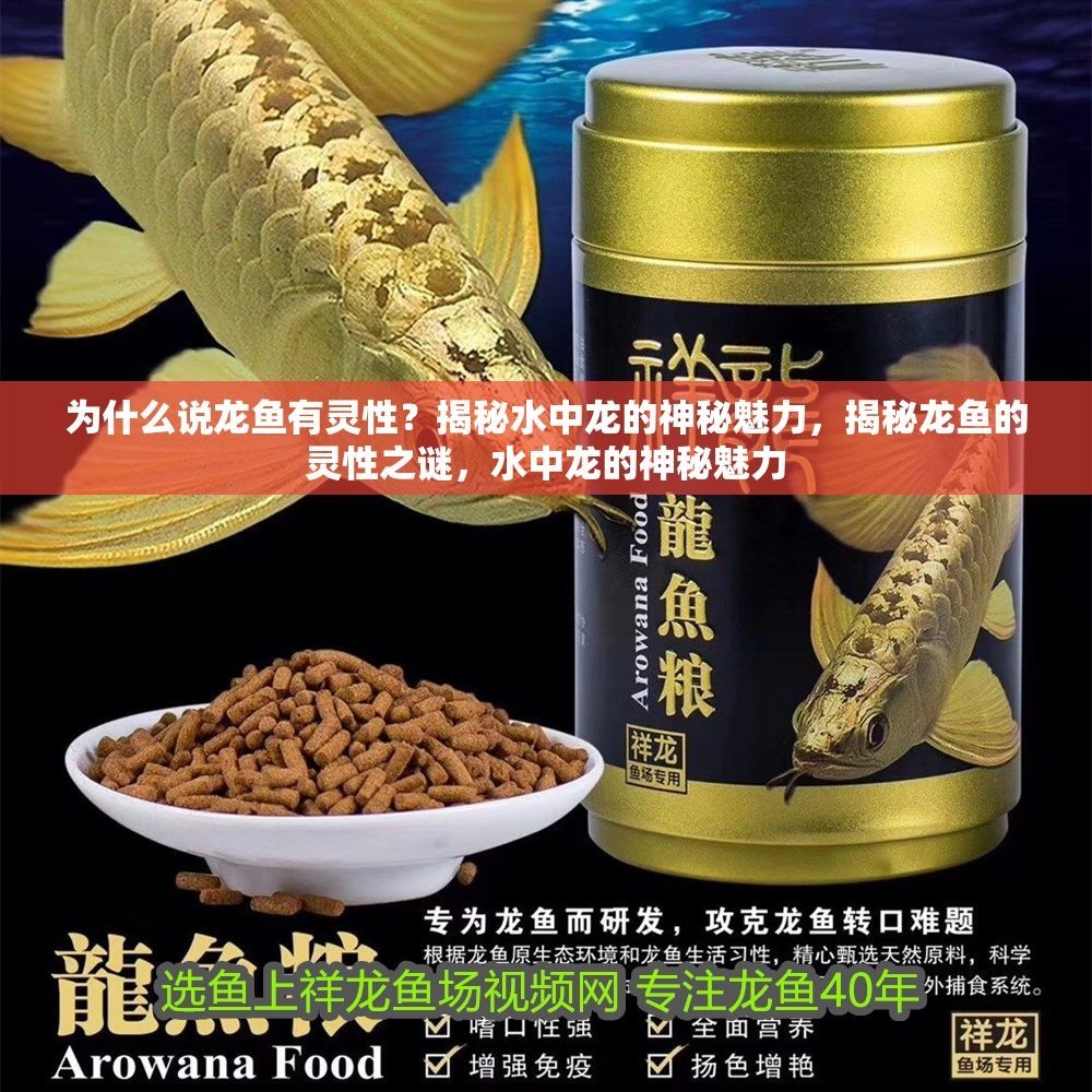 為什么說龍魚有靈性？揭秘水中龍的神秘魅力，揭秘龍魚的靈性之謎，水中龍的神秘魅力