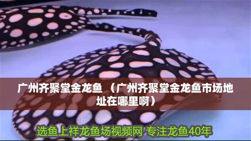 廣州齊聚堂金龍魚 （廣州齊聚堂金龍魚市場(chǎng)地址在哪里啊）