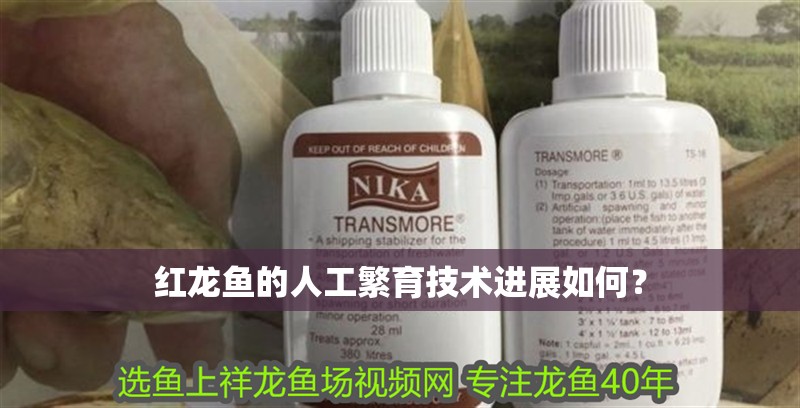 紅龍魚的人工繁育技術(shù)進展如何？