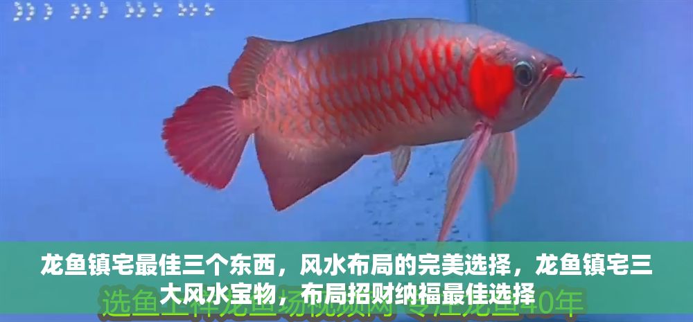 龍魚鎮宅最佳三個東西，風水布局的完美選擇，龍魚鎮宅三大風水寶物，布局招財納福最佳選擇