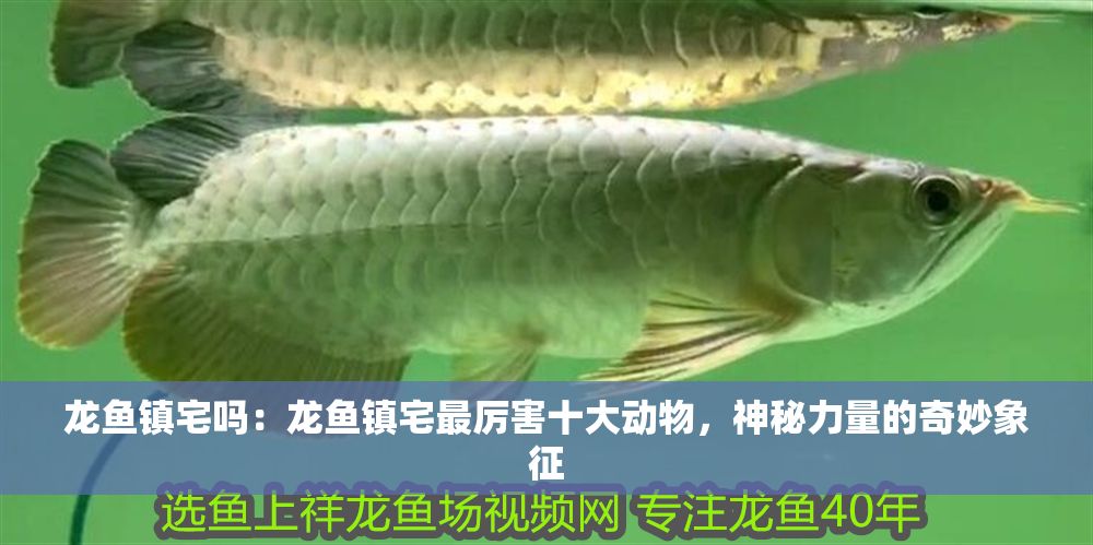 龍魚鎮(zhèn)宅嗎：龍魚鎮(zhèn)宅最厲害十大動(dòng)物，神秘力量的奇妙象征