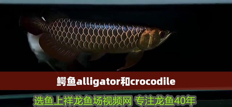 鱷魚alligator和crocodile
