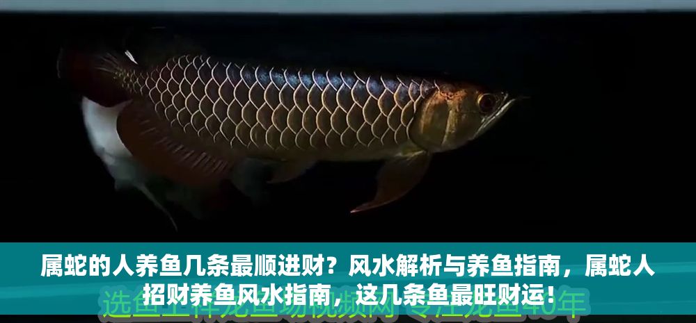 屬蛇的人養魚幾條最順進財？風水解析與養魚指南，屬蛇人招財養魚風水指南，這幾條魚最旺財運！ 屬蛇的人養魚幾條最順進財？風水解析與養魚指南，屬蛇人招財養魚風水指南，這幾條魚最旺財運！ 龍魚百科 第1張