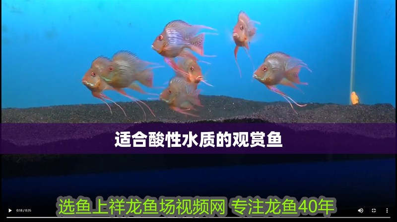 適合酸性水質(zhì)的觀賞魚