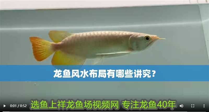 龍魚風水布局有哪些講究？