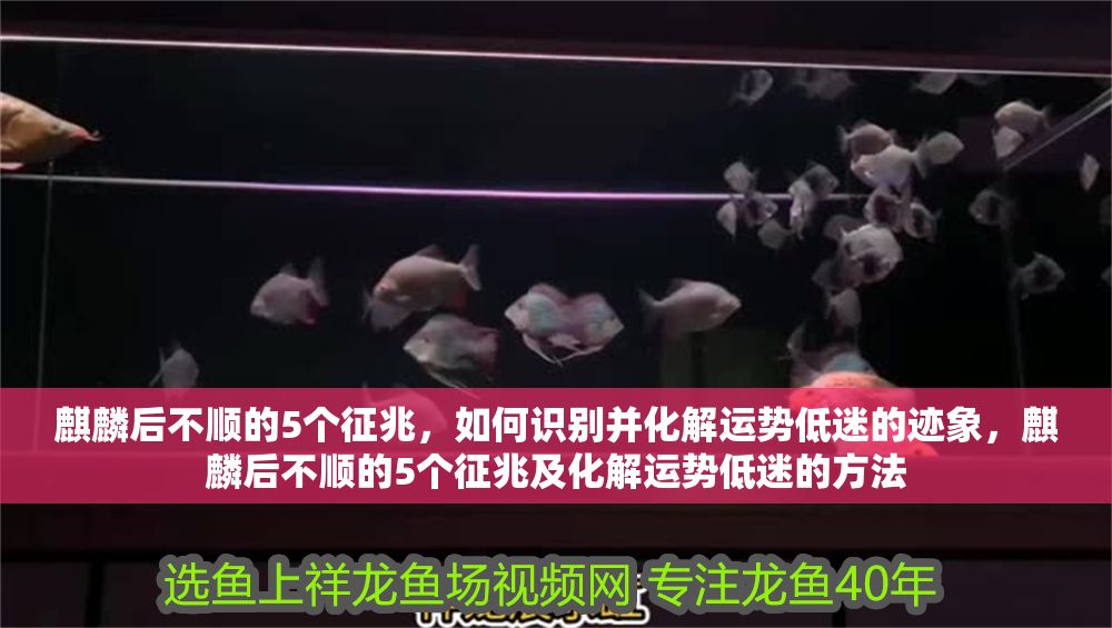 麒麟后不順的5個征兆，如何識別并化解運勢低迷的跡象，麒麟后不順的5個征兆及化解運勢低迷的方法 麒麟后不順的5個征兆，如何識別并化解運勢低迷的跡象，麒麟后不順的5個征兆及化解運勢低迷的方法 龍魚百科 第1張