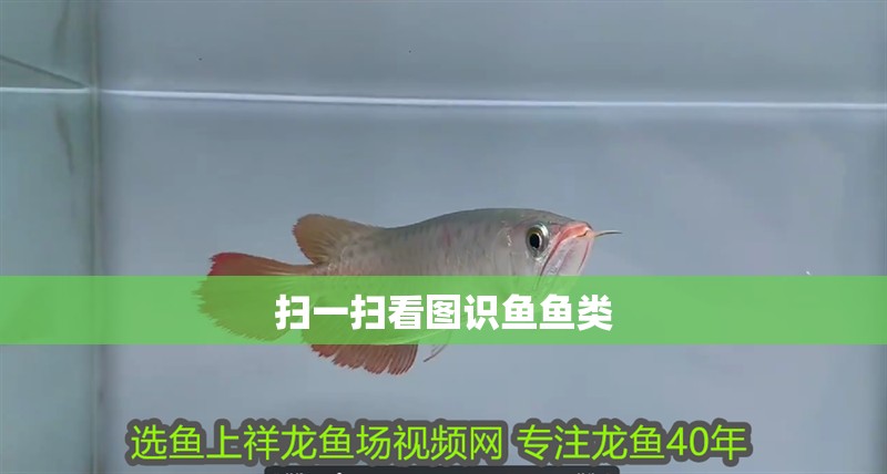 掃一掃看圖識魚魚類 掃一掃看圖識魚魚類 龍魚論壇