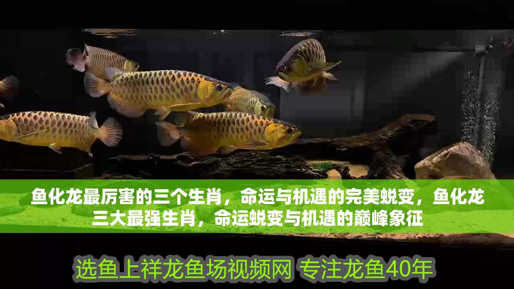 魚化龍最厲害的三個生肖，命運與機遇的完美蛻變，魚化龍三大最強生肖，命運蛻變與機遇的巔峰象征