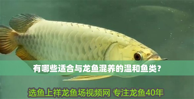 有哪些適合與龍魚混養(yǎng)的溫和魚類？