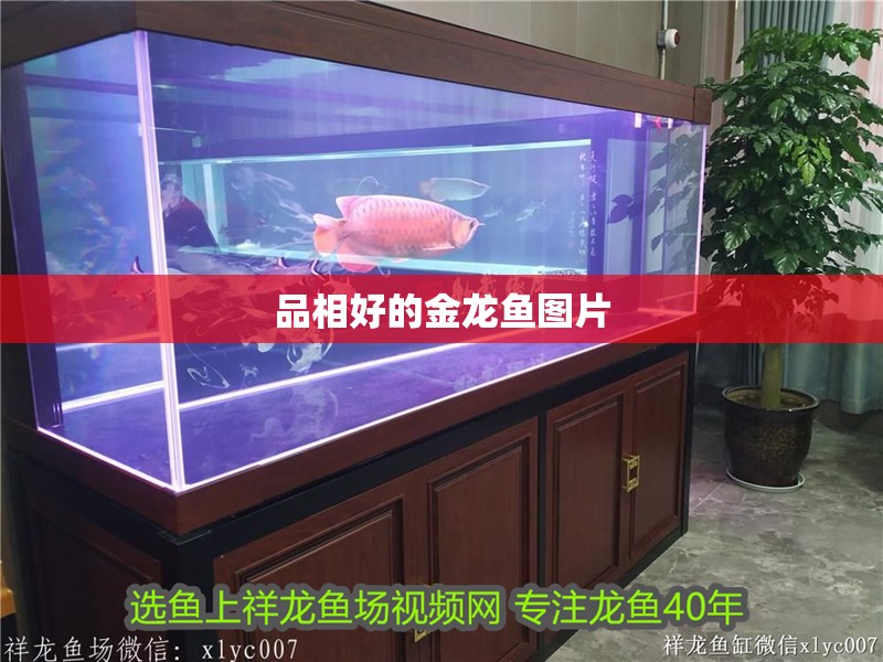 品相好的金龍魚圖片