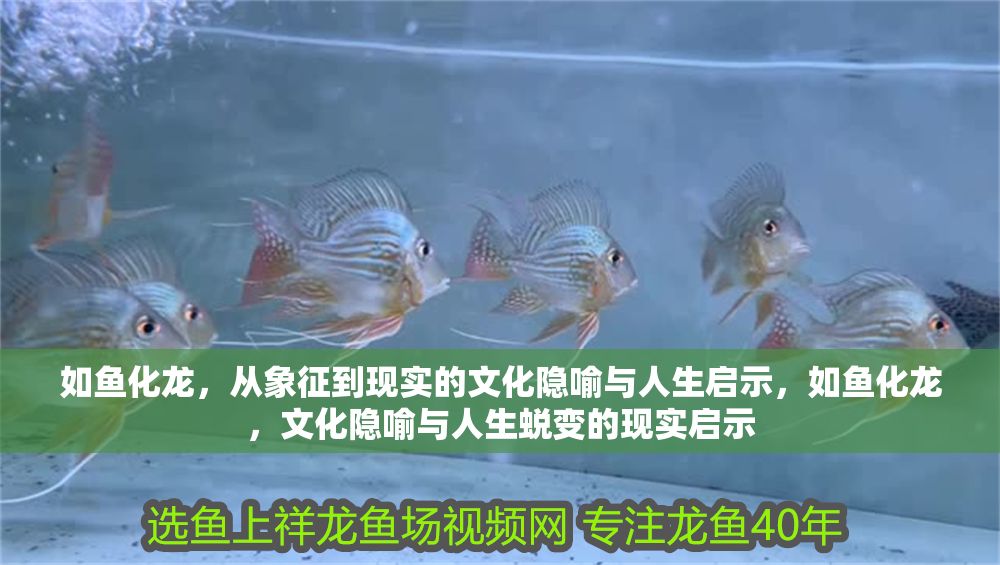 如魚化龍，從象征到現(xiàn)實(shí)的文化隱喻與人生啟示，如魚化龍，文化隱喻與人生蛻變的現(xiàn)實(shí)啟示