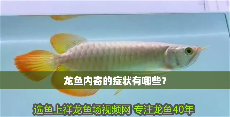 龍魚內寄的癥狀有哪些？