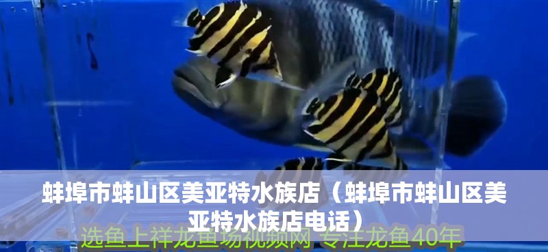 蚌埠市蚌山區(qū)美亞特水族店（蚌埠市蚌山區(qū)美亞特水族店電話）