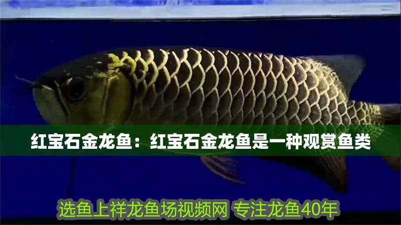 紅寶石金龍魚：紅寶石金龍魚是一種觀賞魚類