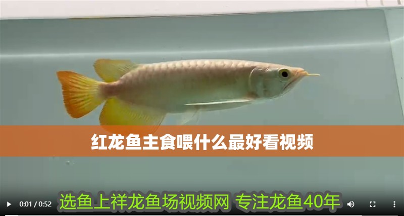 紅龍魚主食喂什么最好看視頻