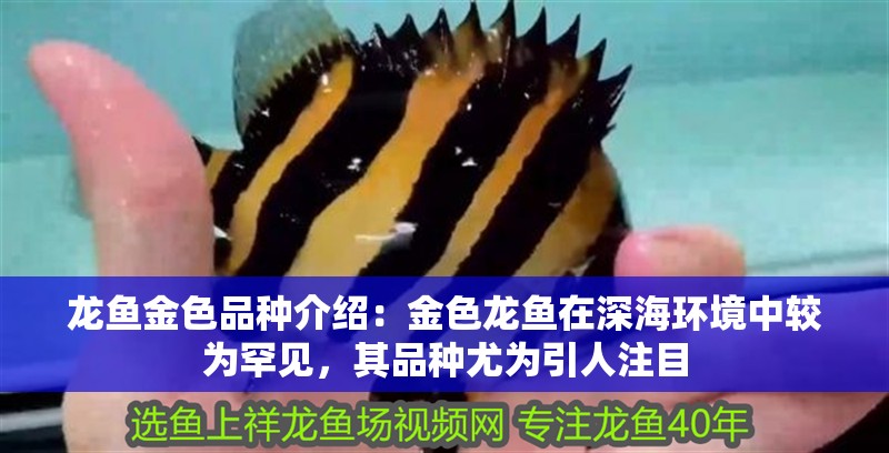 龍魚金色品種介紹：金色龍魚在深海環境中較為罕見，其品種尤為引人注目 龍魚金色品種介紹：金色龍魚在深海環境中較為罕見，其品種尤為引人注目 龍魚百科