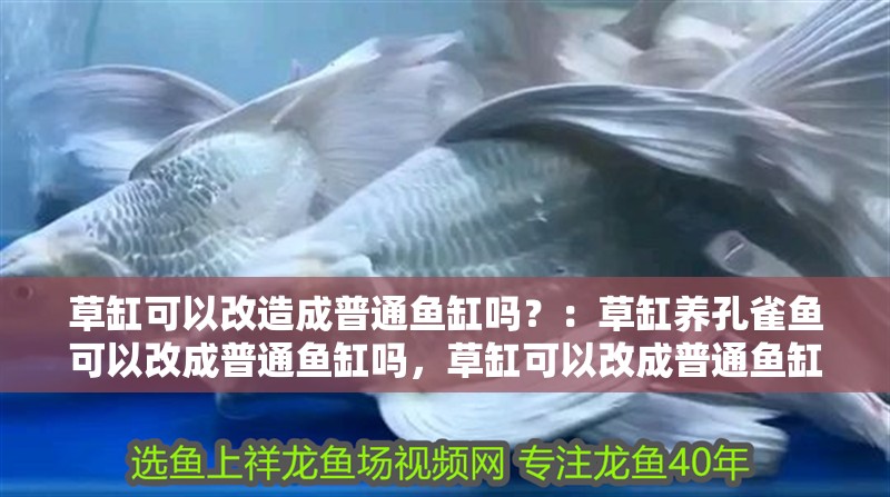 草缸可以改造成普通魚缸嗎？：草缸養孔雀魚可以改成普通魚缸嗎，草缸可以改成普通魚缸嗎