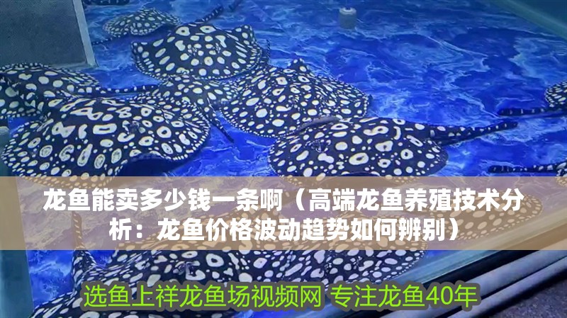 龍魚能賣多少錢一條啊（高端龍魚養(yǎng)殖技術(shù)分析：龍魚價格波動趨勢如何辨別） 龍魚能賣多少錢一條啊（高端龍魚養(yǎng)殖技術(shù)分析：龍魚價格波動趨勢如何辨別） 龍魚百科