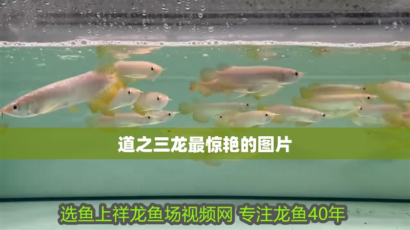 道之三龍最驚艷的圖片