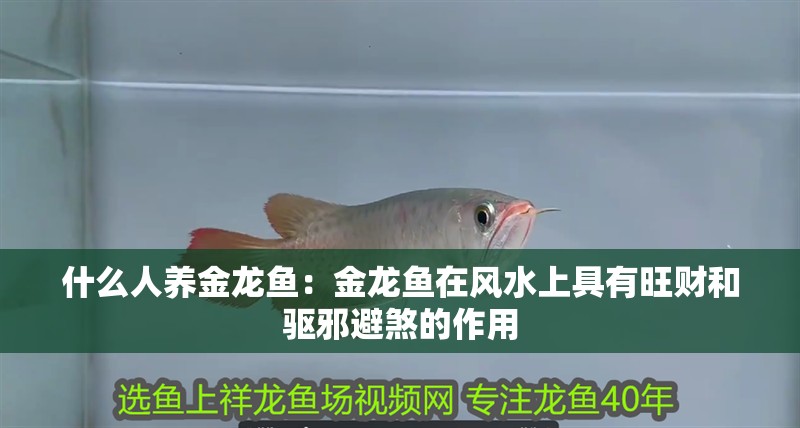 什么人養金龍魚：金龍魚在風水上具有旺財和驅邪避煞的作用