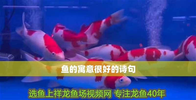 魚的寓意很好的詩句