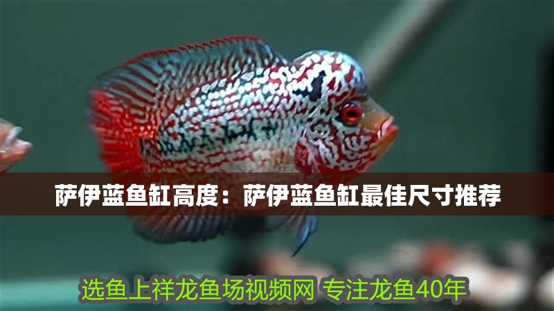 薩伊藍魚缸高度：薩伊藍魚缸最佳尺寸推薦
