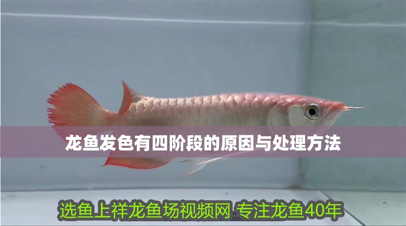 龍魚發色有四階段的原因與處理方法