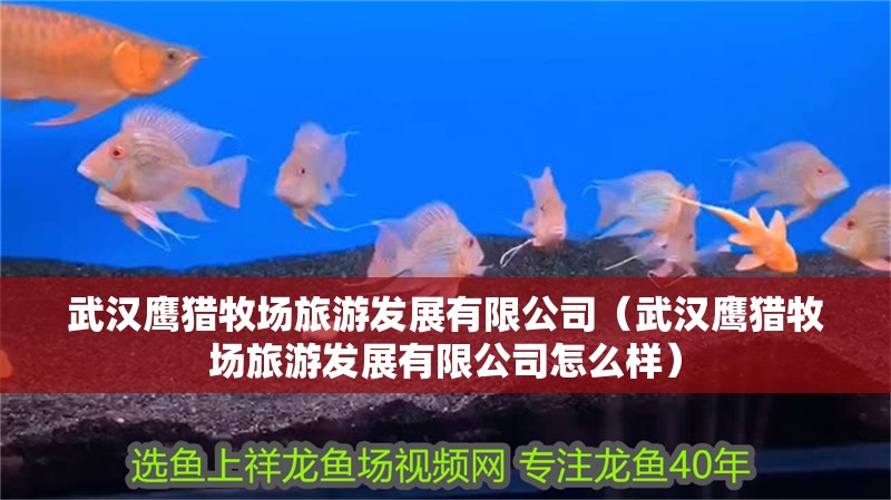 武漢鷹獵牧場(chǎng)旅游發(fā)展有限公司（武漢鷹獵牧場(chǎng)旅游發(fā)展有限公司怎么樣）