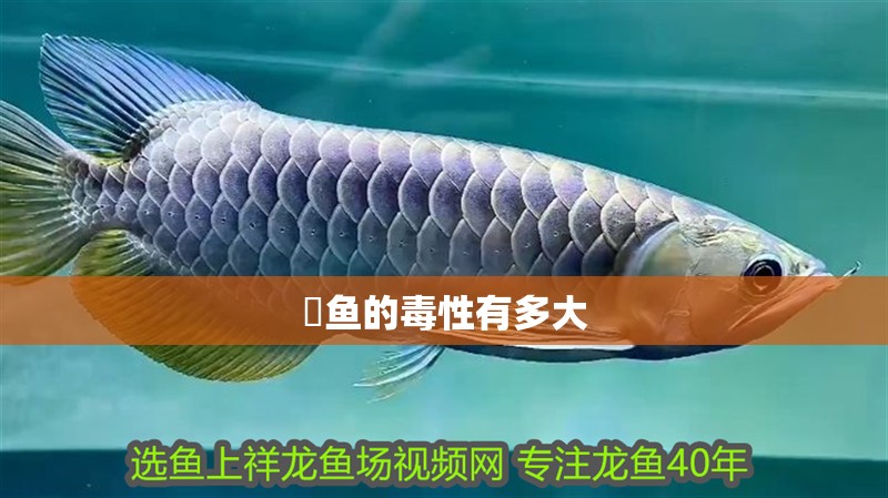 鳡魚的毒性有多大