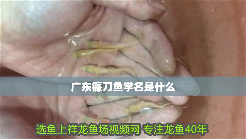 廣東鐮刀魚學名是什么