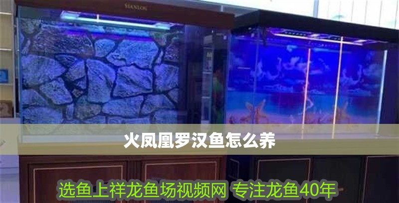 火鳳凰羅漢魚怎么養