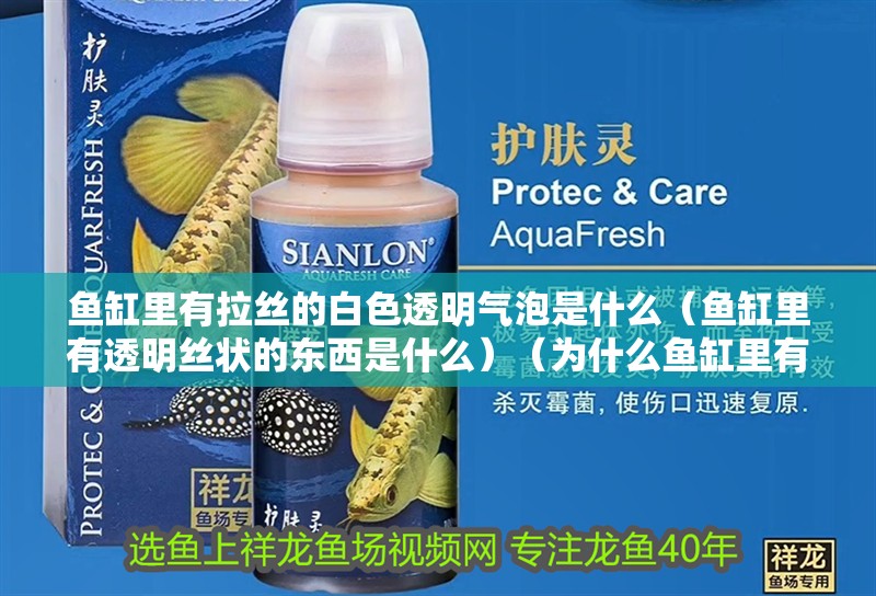 魚缸里有拉絲的白色透明氣泡是什么（魚缸里有透明絲狀的東西是什么）（為什么魚缸里有拉絲的白色透明氣泡是什么？）