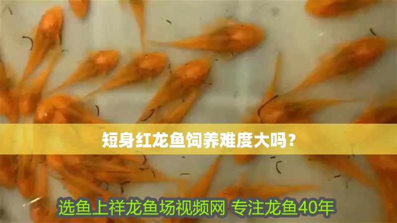 短身紅龍魚飼養(yǎng)難度大嗎？